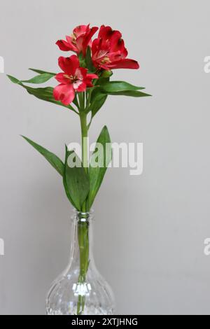 Fiore rosso dell'Alstroemeria in vaso su sfondo grigio con spazio per il testo. Composizione semplice natura morta. Foto Stock