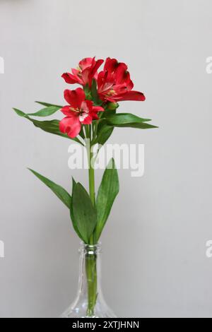 Fiore rosso dell'Alstroemeria in vaso su sfondo grigio con spazio per il testo. Composizione semplice natura morta. Foto Stock