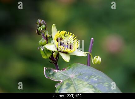 Pipistrello Fiore della passione o Calabash dolce selvatico, Passiflora coriacea, Passifloraceae. America centrale. Foto Stock