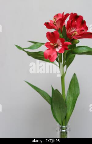 Fiore rosso dell'Alstroemeria in vaso su sfondo grigio con spazio per il testo. Composizione semplice natura morta. Foto Stock