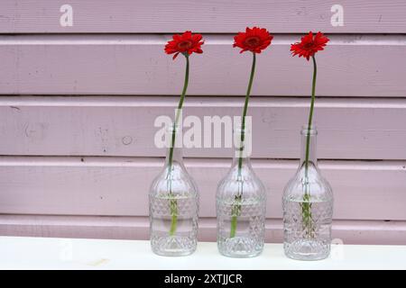 Tre fiori rossi di gerbera in vasi di vetro contro pareti di legno rosa. Composizione semplice natura morta con fiore. Foto Stock