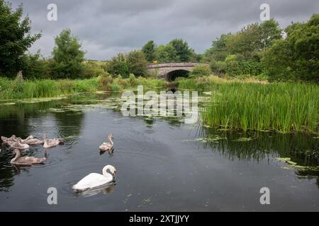 Mute Swan (Cygnus olor) adulti e Cygnets sul Lancaster Canal, vicino a Crooklands, Cumbria, Inghilterra, Regno Unito Foto Stock