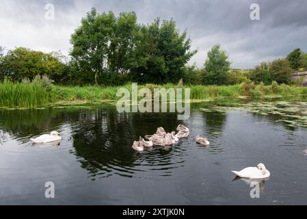 Mute Swan (Cygnus olor) adulti e Cygnets sul Lancaster Canal, vicino a Crooklands, Cumbria, Inghilterra, Regno Unito Foto Stock