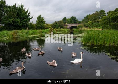 Mute Swan (Cygnus olor) adulti e Cygnets sul Lancaster Canal, vicino a Crooklands, Cumbria, Inghilterra, Regno Unito Foto Stock
