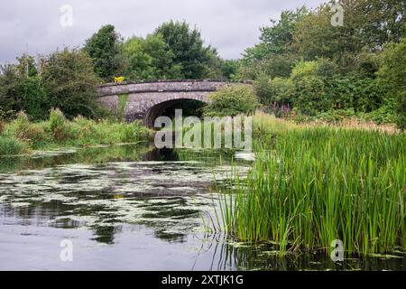 Mute Swan (Cygnus olor) adulti e Cygnets sul Lancaster Canal, vicino a Crooklands, Cumbria, Inghilterra, Regno Unito Foto Stock