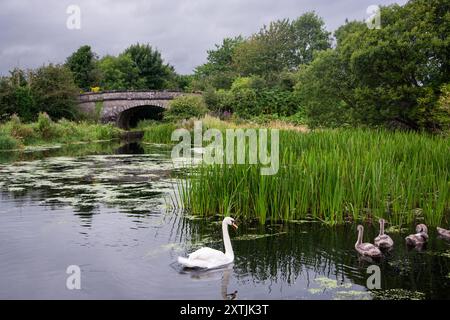 Mute Swan (Cygnus olor) adulti e Cygnets sul Lancaster Canal, vicino a Crooklands, Cumbria, Inghilterra, Regno Unito Foto Stock
