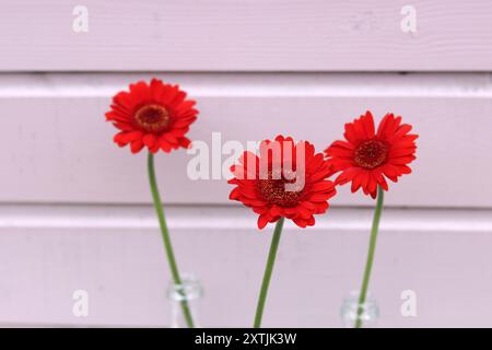 Natura morta semplice con fiori rossi. Tre fiori rossi di gerbera in bottiglie di vino di vetro su sfondo rosa in legno con spazio per copiare. Foto Stock