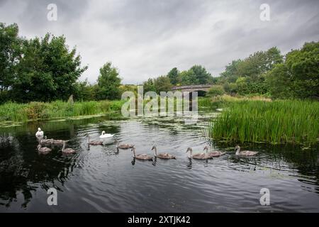 Mute Swan (Cygnus olor) adulti e Cygnets sul Lancaster Canal, vicino a Crooklands, Cumbria, Inghilterra, Regno Unito Foto Stock