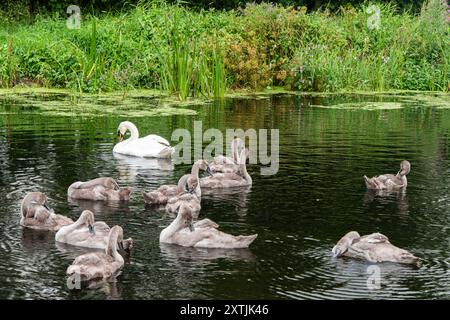 Mute Swan (Cygnus olor) adulti e Cygnets sul Lancaster Canal, vicino a Crooklands, Cumbria, Inghilterra, Regno Unito Foto Stock