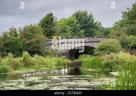 Mute Swan (Cygnus olor) adulti e Cygnets sul Lancaster Canal, vicino a Crooklands, Cumbria, Inghilterra, Regno Unito Foto Stock