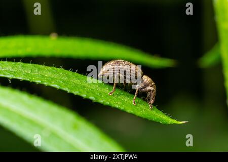 Macro di un muso Beetle appoggiata su una foglia. Foto Stock