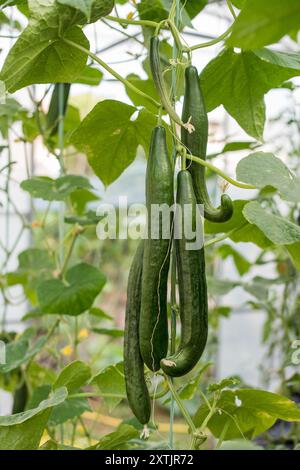 Pianta di cetriolo con molti frutti. La pianta è stata coltivata in una serra domestica. Foto Stock