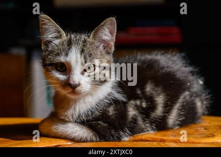 Primo piano di un gattino tranquillo, comodamente seduto su una superficie di legno, crogiolandosi alla luce del sole che mette in risalto il suo impressionante cappotto e lo sguardo curioso Foto Stock