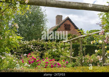 Splendida esposizione di colori al David Austin English Rose Gardens, Albrighton, Shropshire. REGNO UNITO Foto Stock