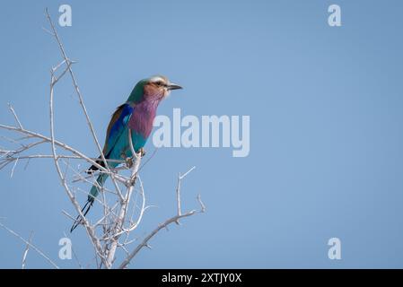 Rullo lilla-breasetd (Coracias caudatus) arroccato su un ramo. Fotografato in Namibia. Foto Stock