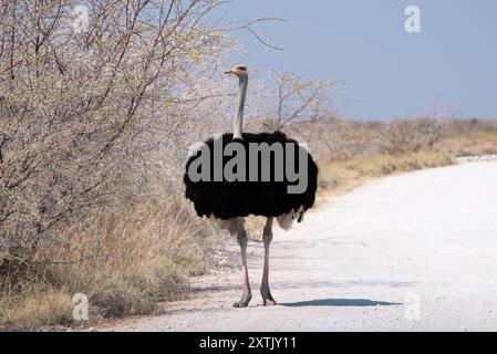 Unico struzzo comune maschile (Struthio camelus) con arbusti. Fotografato nel Parco Nazionale di Etosha, Namibia. Foto Stock