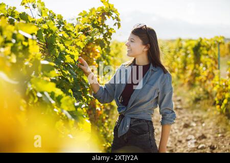 Donna che raccoglie l'uva in vigna Foto Stock