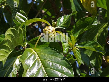 Great Morinda, Noni di Tahiti o Mulberry indiano, Morinda citrifolia, Rubiaceae. Cuba, Caraibi. Originario del sud-est asiatico. Foto Stock