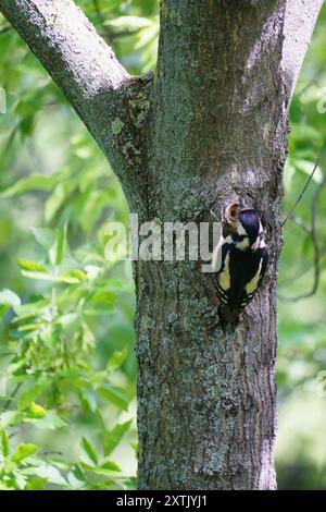 Un grande picchio maculato (Dendrocopos Major) è un picchio di medie dimensioni con pied piumaggio bianco e nero che sbatte su un albero Foto Stock