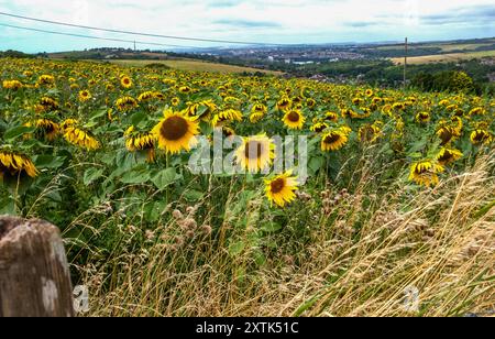 Brighton Regno Unito 15 agosto 2024 - Un campo di girasoli che soffiano nel vento in un campo a Woodingdean appena ad est di Brighton in una giornata ventilata con sole e nuvole lungo la costa meridionale : Credit Simon Dack / Alamy Live News Foto Stock