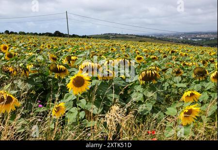 Brighton Regno Unito 15 agosto 2024 - Un campo di girasoli che soffiano nel vento in un campo a Woodingdean appena ad est di Brighton in una giornata ventilata con sole e nuvole lungo la costa meridionale : Credit Simon Dack / Alamy Live News Foto Stock