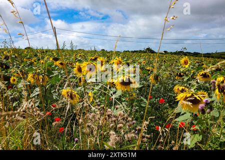 Brighton Regno Unito 15 agosto 2024 - Un campo di girasoli che soffiano nel vento in un campo a Woodingdean appena ad est di Brighton in una giornata ventilata con sole e nuvole lungo la costa meridionale : Credit Simon Dack / Alamy Live News Foto Stock