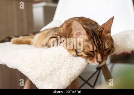 Un gatto del Bengala dorme su una sedia nel soggiorno. Foto Stock