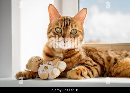 Gatto del Bengala con un orsacchiotto appoggiato sul davanzale. Gatto carino che giace vicino alla finestra. Foto Stock