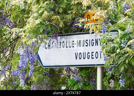 Strada del vino francese con indicazione sulla D122 Route des Grands Crus per Chambolle-Musigny e Vougeot, circondata da glicine Cote d'Or Borgogna Francia Foto Stock