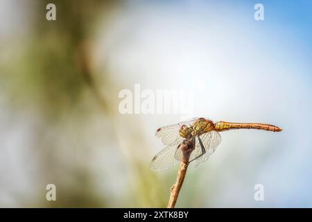 Libellula gialla sul ramo Foto Stock