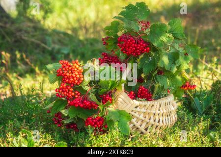 Cestino di rami di viburnum con bacche mature Foto Stock