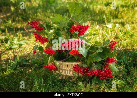 Cestino di rami di viburnum con bacche mature Foto Stock