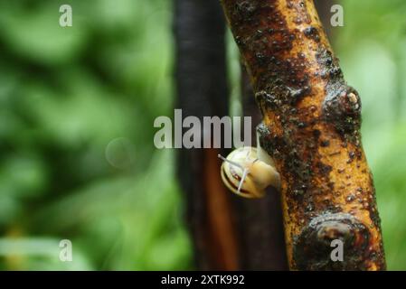 Dopo la pioggia la lumaca è uscita dal nascondiglio. E' sul bagagliaio Foto Stock