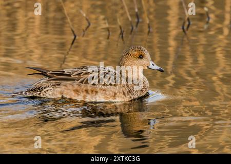 Wigeon Duck, Norfolk, primavera 2024 Foto Stock