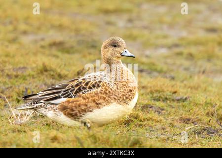 Wigeon Duck, Norfolk, primavera 2024 Foto Stock