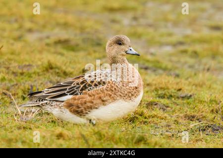 Wigeon Duck, Norfolk, primavera 2024 Foto Stock