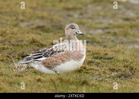 Wigeon Duck, Norfolk, primavera 2024 Foto Stock