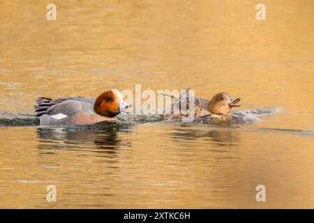 Wigeon Duck, Norfolk, primavera 2024 Foto Stock