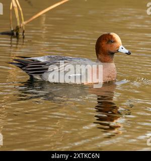Wigeon Duck, Norfolk, primavera 2024 Foto Stock