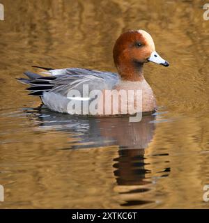 Wigeon Duck, Norfolk, primavera 2024 Foto Stock