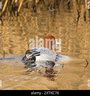 Wigeon Duck, Norfolk, primavera 2024 Foto Stock