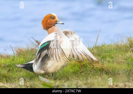 Wigeon Duck, Norfolk, primavera, 2024 Foto Stock