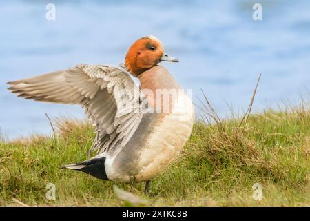 Wigeon Duck, Norfolk, primavera, 2024 Foto Stock