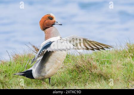 Wigeon Duck, Norfolk, primavera, 2024 Foto Stock