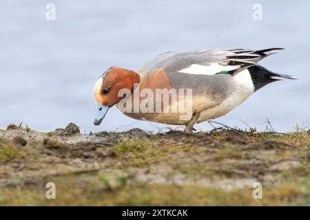 Wigeon Duck, Norfolk, primavera, 2024 Foto Stock