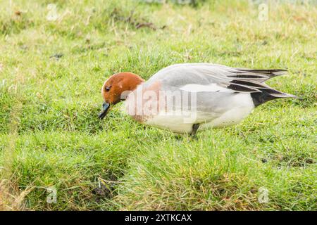 Wigeon Duck, Norfolk, primavera, 2024 Foto Stock