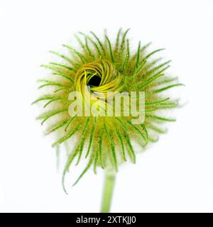 Giant Daisy prima che si apra Foto Stock