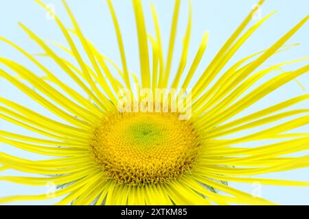 La gigante Daisy Golden Oxeye Foto Stock