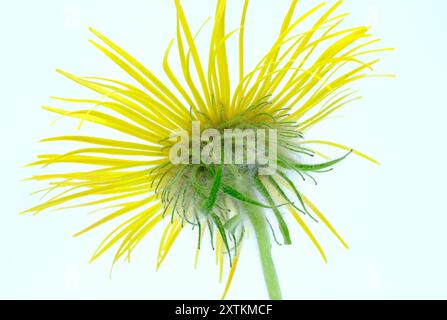 La gigante Daisy Golden Oxeye Foto Stock