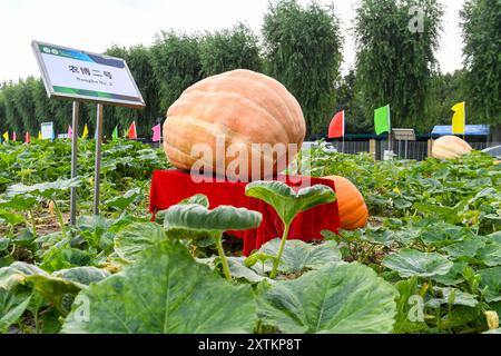 Changchun, Cina. 15 agosto 2024. Le zucche giganti sono state avvistate nell'area espositiva frutta e verdura della 23a esposizione agricola a Changchun, in Cina, il 15 agosto 2024. (Foto di Costfoto/NurPhoto) credito: NurPhoto SRL/Alamy Live News Foto Stock